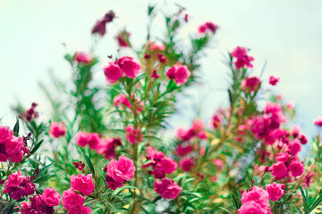 Blossom spring, exotic summer, sunny day concept. Blooming pink oleander flower or nerium in garden. Wild flowers in Israel. Selective focus. Copy space.