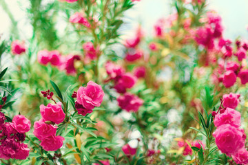 Blossom spring, exotic summer, sunny day concept. Blooming pink oleander flower or nerium in garden. Wild flowers in Israel. Selective focus. Copy space.