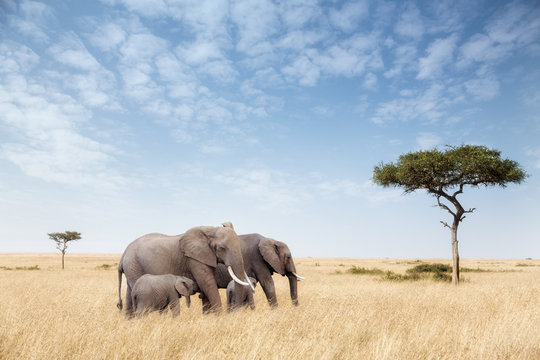 Fototapeta Elephant group in the Masai Mara