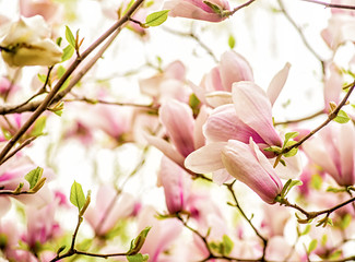 purple and white chinese magnolia tree blooming in spring on blue sky background