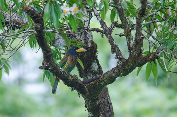 Great Barbet (Megalaima virens) bird