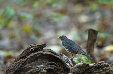 Japanese Thrush (Turdus cardis) bird