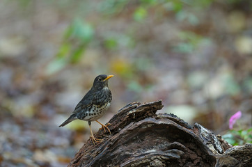 Fototapeta premium Japanese Thrush (Turdus cardis) bird