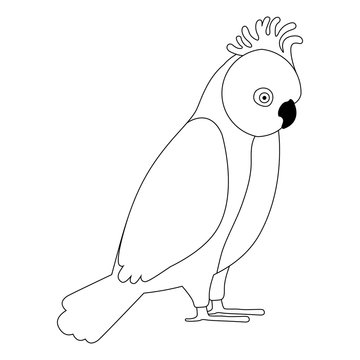 recommend clip art: gang gang cockatoo australian bird
