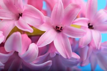 Closeup pink Hyacinth flower 