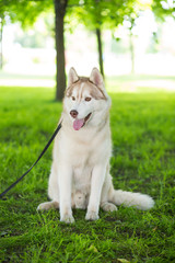 husky in photo set