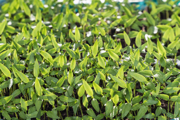 Young green seedling sprouts, and seedlings