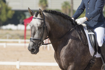 Caballo español tordo en una competición de doma