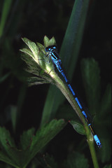 libellule bleue sur une plante