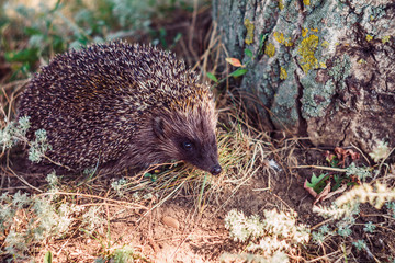  Hedgehog in the forest