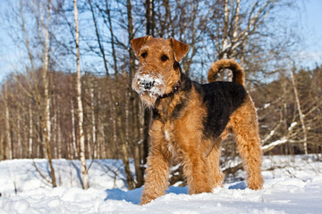 Dog  breed Airedale Terrier  standing in the snow in the sunny winter park
