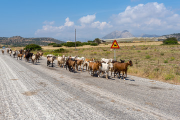 Naklejka na ściany i meble Herd of goats go along the asphalt road. Naxos island, Greece