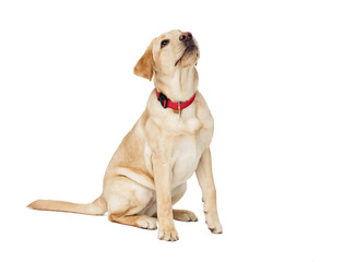 labrador puppy looking at white background