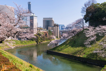 Fototapeta premium 東京千代田 千鳥ヶ淵の桜