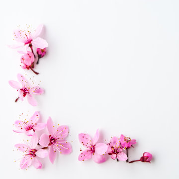 Vivid Pnk Cherry Blossom On White Background. Negative Space.