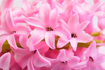 Closeup pink Hyacinth flower