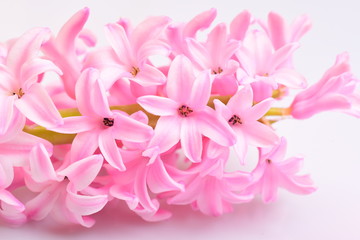 Closeup pink Hyacinth flower