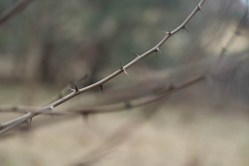 thorn of black locust macro