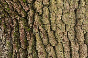 old oak bark texture background