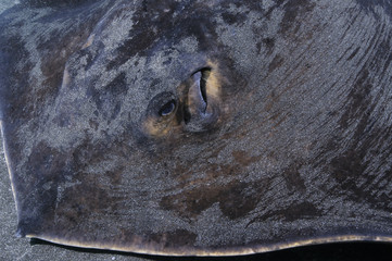 Red Sting Ray in Japan