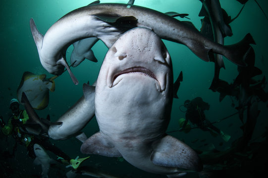 School of Banded Hound Sharks Underwater in Japan