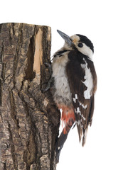 Great Spotted Woodpecker (Dendrocopos major)