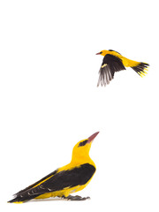 Eurasian Golden Oriole (Oriolus oriolus)