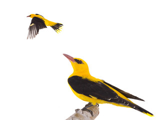 Eurasian Golden Oriole (Oriolus oriolus)