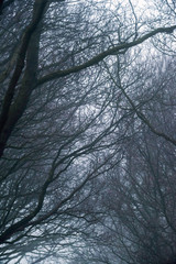 Close-up of twigs and branches of winter trees in mist.