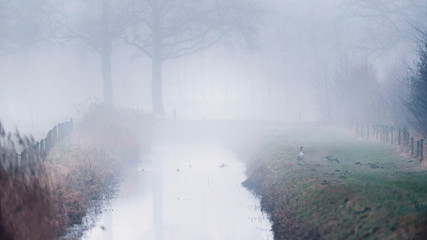 Ditch with reed and winter trees between meadows in fog.