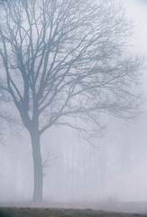 Obraz na płótnie Canvas Big old bare winter tree in mist.