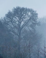 Bare winter trees in mist.