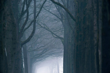 Misty forest lane in the winter.