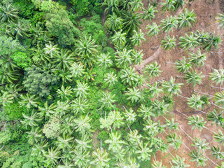 Aerial view of palm tree forest