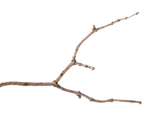 dry branch of a lilac bush. isolated on white background