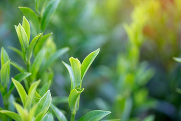 Green leaves natural background blur.