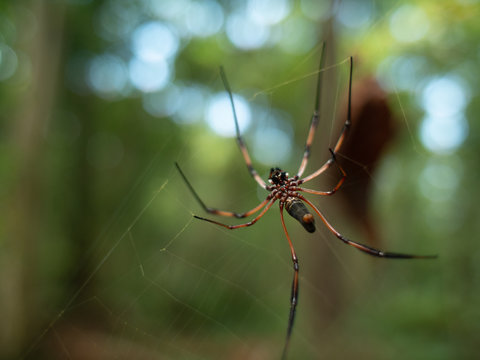 Underside view of a Golden orb-weaver spider on a web in the Seychelles