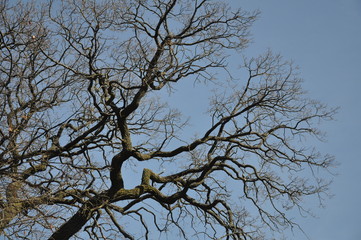branches of an oak tree against a blue sky