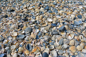 Textures of seashells and sand on the sea shore, close up beautiful background of nature sea shell pattern on a beach in the summer