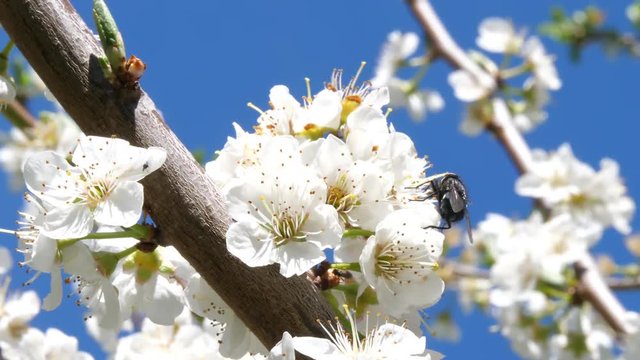 Fly on plum blossoms in spring