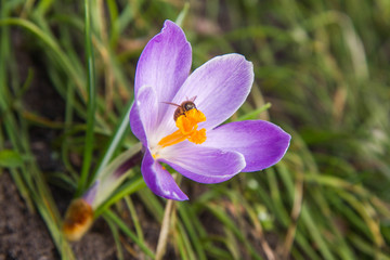 Bee gathering pollen from purple crocus flowers