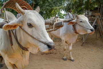Domestic Oxes Harnessed in Cart in Myanmar (Burma)