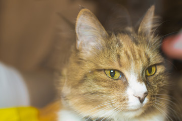 Naklejka premium portrait of a cat