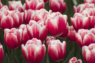 Obraz premium colorfull tulips and other flowers fields. selective focus used.