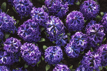 colorfull tulips and other flowers fields. selective focus used.