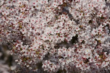 Cherry blossoms background and texture