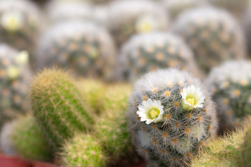 Cactus is the succulent plant with many different shapes, colors, variegated and beautiful flowers. Its native is in desert. People grow cactus for decorate in their garden, glasshouse or greenhouse