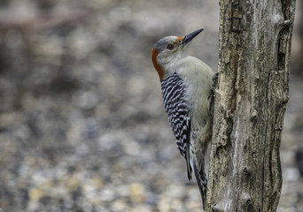 Red Bellied woodpecker