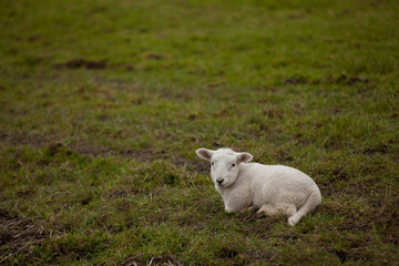 Naklejka na ściany i meble einzelnes weißes Lamm liegt auf einer Weide und guckt in die Kamera