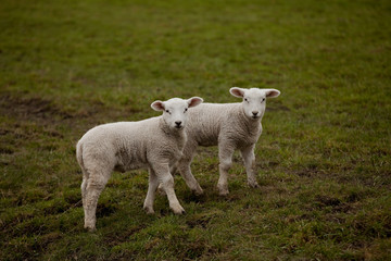 zwei sehr ähnliche weiße Lämmer stehen auf einer Weide und gucken simultan in die Kamera